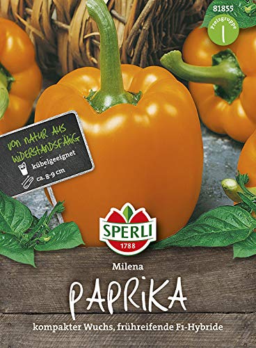 Paprika Milena F1 Gelb-Orange | Paprikasamen von Sperli-Samen von Sperli