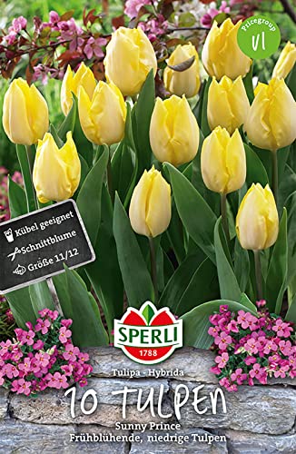 Sperli 450712 Tulpe Sunny Prince (10 Stück) (Tulpenzwiebeln) von Sperli