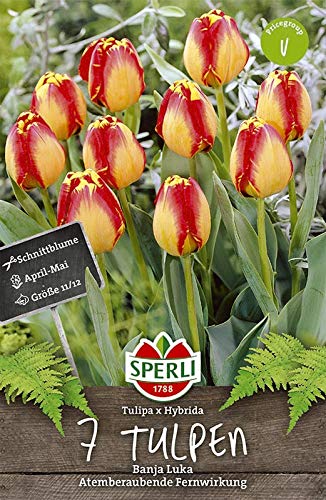 Sperli 452501 Tulpe Banja Luka (7 Stück) (Herbstblumenzwiebeln) von Sperli