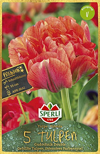 Sperli 453188 Tulpe Gudoshnik (5 Stück) (Herbstblumenzwiebeln) von Sperli