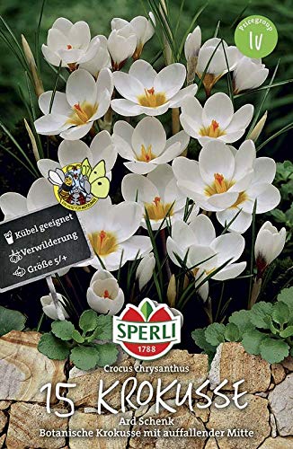 Sperli 458923 Krokus Ard Schenk (12 Stück) (Herbstblumenzwiebeln) von Sperli