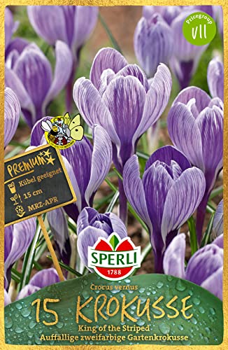 Sperli 459647 Krokus King of the Striped (15 Stück) (Krokuszwiebeln) von Sperli