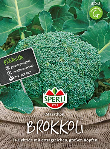 81043 Sperli Premium Brokkoli Samen Marathon | Aromatisch Zart | Ertragreich | Große Köpfe | Brokkoli Saatgut von Sperli