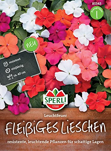 Sperli 85343 Fleißiges Lieschen Leuchtfeuer, resistent gegen falschen Mehltau, ideal für Kübel und Hochbeete von Sperli