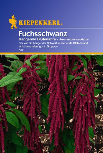 Sperli Blumensamen Fuchsschwanz Hängende Blütenähre, grün von Kiepenkerl