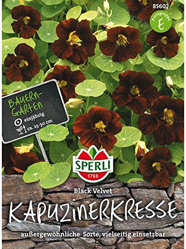 Sperli Blumensamen Kapuzinerkresse Black Velvet, grün von Sperli