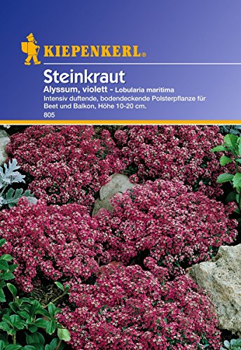 Sperli Blumensamen Steinkraut Alyssum, violett, grün von Sperli