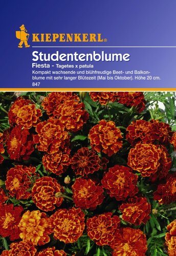 Sperli Blumensamen Tagetes, patula Fiesta, grün von Sperli