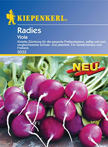 Sperli Gemüsesamen Radieschen Viola, grün von Sperli