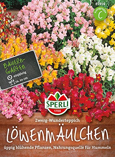 Sperli Löwenmäulchen Zwerg-Wunderteppich von Sperli