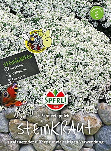 Sperli-Samen Steinkraut (Duftsteinrich) Schneeteppich von Sperli