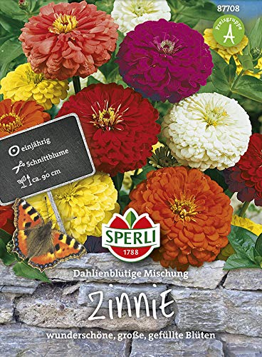 Sperli-Samen Zinnien Dahlienblütige Mischung Sperli-Samen Zinnien Dahlienblütige Mischung von Sperli