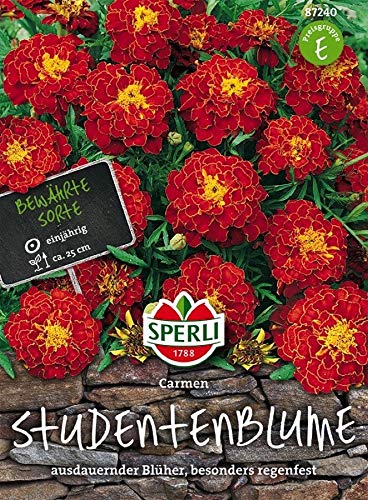 Sperli Studentenblumen Carmen | besonders regenfest | robust | rot | Päckchen Saatgut von Sperli