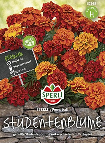Tagetes Sperli's Feuerball Tagetes patula Tagetes Sperli's Feuerball Tagetes patula von Sperli