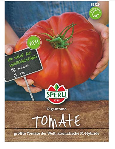 Tomate Gigantomo F1 (Fleischtomate), größte Tomate der Welt, sehr aromatisch von Sperli