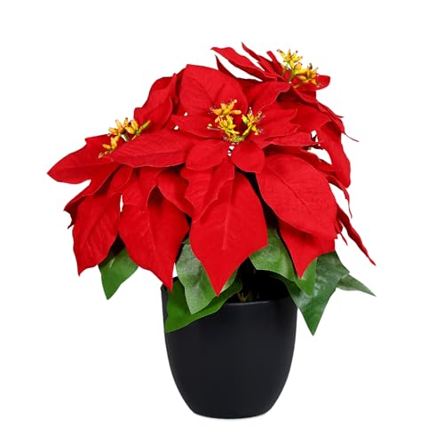 Spetebo Künstlicher Weihnachtsstern im schwarzen Topf - 30 cm - Kunstblume Poinsettia in naturgetreuer Nachbildung - Christblume Deko Pflanze Seidenblume Kunstpflanze Winterblume mit samtigen Blüten von Spetebo