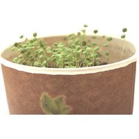 Brunnenkresse Keimsprossen Microgreens Kräuter Pflanzset. Hoher Qualität Samen Enthalten, Ungefähr 4500 Samen. Bio Sprossen Keimsaat von SpiceHomey