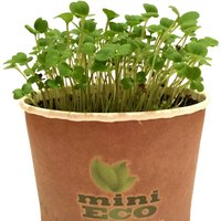 Rucola Rauke Keimsprossen Microgreens Kräuter Pflanzset. Hoher Qualität Samen Enthalten, Ungefähr 2000 Samen, 4G. Bio Sprossen Keimsaat von SpiceHomey