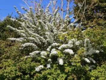 Brautspiere / Schneespiere, 60-100 cm, Spiraea arguta, Containerware von Spiraea arguta
