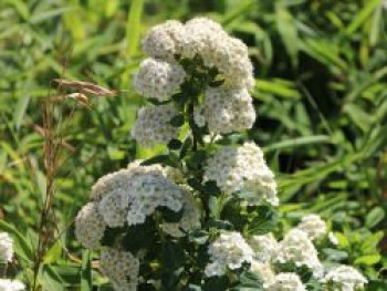 Birkenblättrige Spiere 'Tor', 30-40 cm, Spiraea betulifolia 'Tor', Containerware von Spiraea betulifolia 'Tor'
