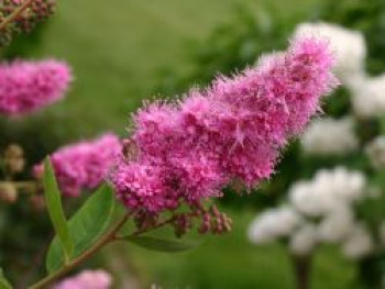 Kolbenspiere 'Triumphans', 10-20 cm, Spiraea billardii 'Triumphans', Topfware von Spiraea billardii 'Triumphans'