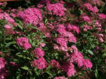 Rote Sommerspiere 'Anthony Waterer', 30-40 cm, Spiraea bumalda 'Anthony Waterer', Containerware von Spiraea bumalda 'Anthony Waterer'
