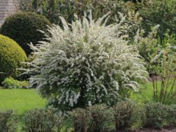 Weiße Rispenspiere 'Grefsheim', 60-100 cm, Spiraea cinerea 'Grefsheim', Containerware von Spiraea cinerea 'Grefsheim'