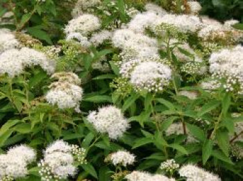 Weiße Zwergspiere 'Albiflora', 10-20 cm, Spiraea japonica 'Albiflora', Topfware von Spiraea japonica 'Albiflora'