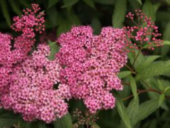 Sommerspiere 'Froebelii', 30-40 cm, Spiraea japonica 'Froebelii', Containerware von Spiraea japonica 'Froebelii'