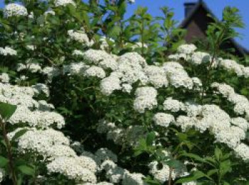 Japanische Strauchspiere 'Snowmound', 60-100 cm, Spiraea nipponica 'Snowmound', Containerware Japanische Strauchspiere 'Snowmound', 60-100 cm, Spiraea nipponica 'Snowmound', Containerware von Spiraea nipponica 'Snowmound'