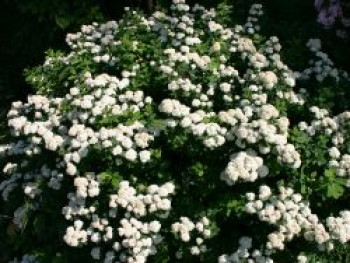 Prachtspiere, 80-100 cm, Spiraea vanhouttei, Containerware von Spiraea vanhouttei