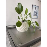 Moderner Blumentopf Weiß 11, 7cm - Wellendesign Pla Pflanztopf Für Sukkulenten Moderner Blumentopf Weiß 11, 7cm - Wellendesign Pla Pflanztopf Für Sukkulenten von SpokeLab