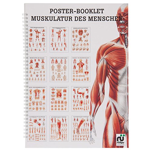 Muskulatur des Menschen Mini-Poster Booklet Anatomie 34x24 cm, 12 Poster von Sport-Tec