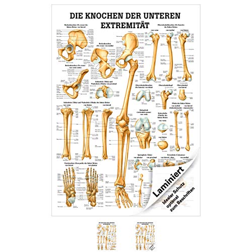 Ruediger Anatomie MIPO67LAM Die Knochen der Unteren Exträmität Tafel, 24 cm x 34 cm, laminiert von Sport-Tec