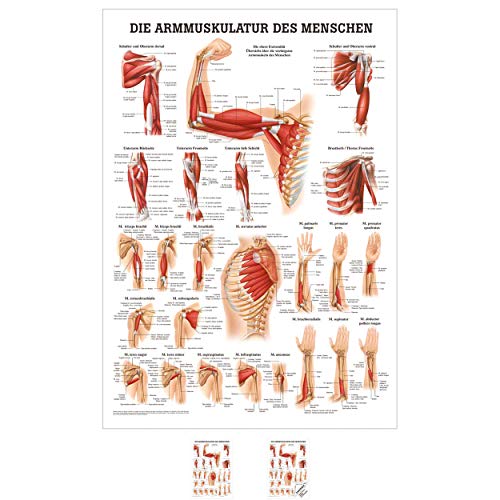 Sport-Tec Armmuskulatur Mini-Poster Anatomie 34x24 cm medizinische Lehrmittel Sport-Tec Armmuskulatur Mini-Poster Anatomie 34x24 cm medizinische Lehrmittel von Sport-Tec