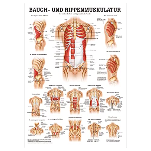 Sport-Tec Bauch- und Rippenmuskulatur Poster Anatomie 70x50 cm medizinische Lehrmittel von Sport-Tec
