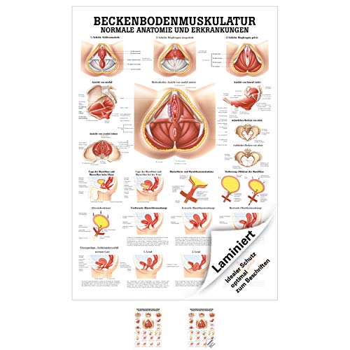 Sport-Tec Beckenbodenmuskulatur Mini-Poster Anatomie 34x24 cm medizinische Lehrmittel Sport-Tec Beckenbodenmuskulatur Mini-Poster Anatomie 34x24 cm medizinische Lehrmittel von Sport-Tec
