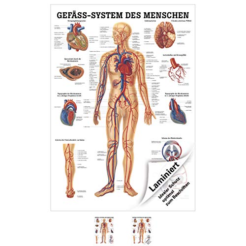 Sport-Tec Gefäßsystem Mini-Poster Anatomie 34x24 cm medizinische Lehrmittel von Sport-Tec