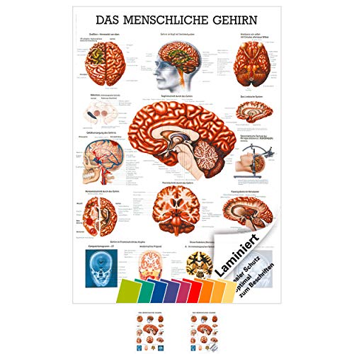 Sport-Tec Gehirn Mini-Poster Anatomie 34x24 cm medizinische Lehrmittel Sport-Tec Gehirn Mini-Poster Anatomie 34x24 cm medizinische Lehrmittel von Sport-Tec