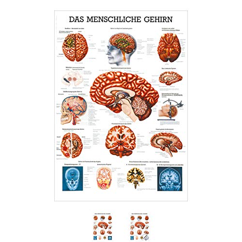 Sport-Tec Gehirn Mini-Poster Anatomie 34x24 cm medizinische Lehrmittel Sport-Tec Gehirn Mini-Poster Anatomie 34x24 cm medizinische Lehrmittel von Sport-Tec
