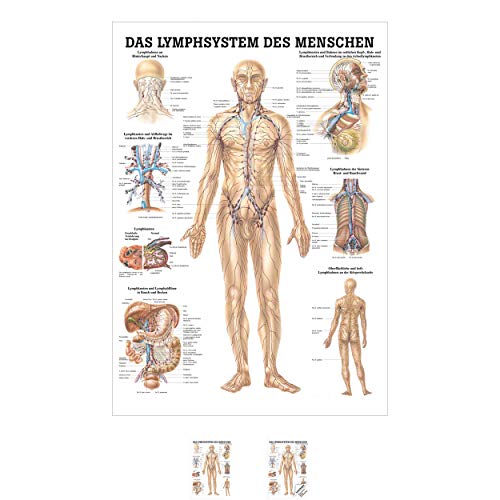 Sport-Tec Lymphsystem Mini-Poster Anatomie 34x24 cm medizinische Lehrmittel Sport-Tec Lymphsystem Mini-Poster Anatomie 34x24 cm medizinische Lehrmittel von Sport-Tec