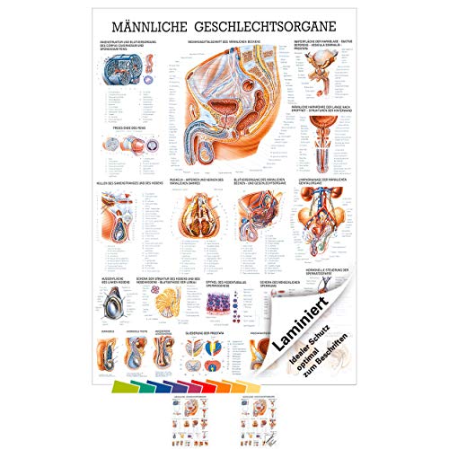 Sport-Tec Männliche Geschlechtsorgane Lehrtafel Anatomie 100x70 cm medizinische Lehrmittel von Sport-Tec