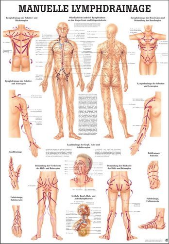 Sport-Tec Manuelle Lymphdrainage Lehrtafel Anatomie 100x70 cm medizinische Lehrmittel von Sport-Tec
