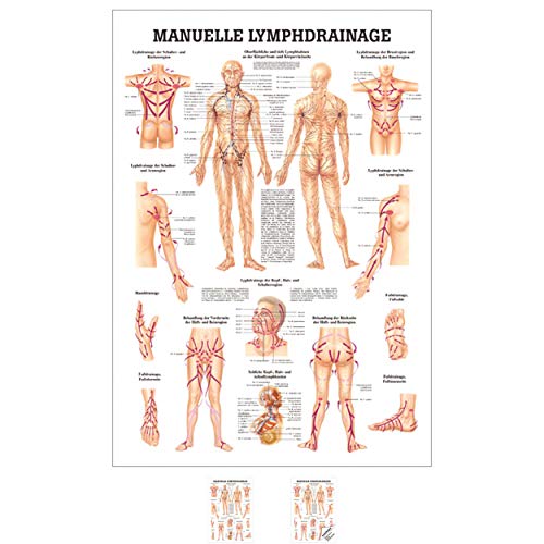 Sport-Tec Manuelle Lymphdrainage Mini-Poster Anatomie 34x24 cm medizinische Lehrmittel von Sport-Tec