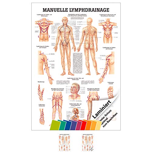 Sport-Tec Manuelle Lymphdrainage Mini-Poster Anatomie 34x24 cm medizinische Lehrmittel von Sport-Tec