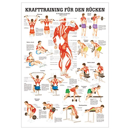 Sport-Tec Mini-Poster Krafttraining Rücken, LxB 34x24 cm von Sport-Tec