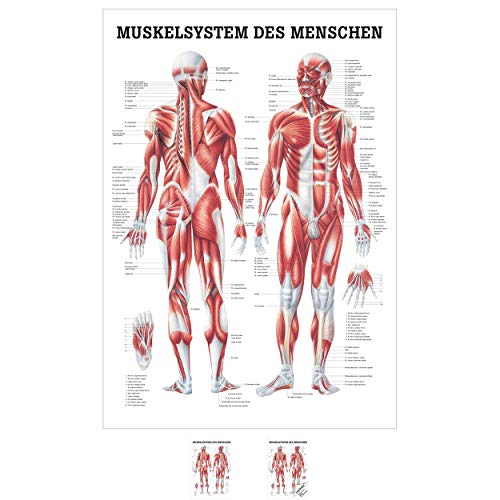 Sport-Tec Muskelsystem Mini-Poster Anatomie 34x24 cm medizinische Lehrmittel Sport-Tec Muskelsystem Mini-Poster Anatomie 34x24 cm medizinische Lehrmittel von Sport-Tec