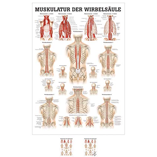 Sport-Tec Muskulatur der Wirbelsäule Mini-Poster Anatomie 34x24 cm medizinische Lehrmittel Sport-Tec Muskulatur der Wirbelsäule Mini-Poster Anatomie 34x24 cm medizinische Lehrmittel von Sport-Tec