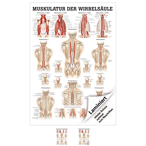 Sport-Tec Muskulatur der Wirbelsäule Mini-Poster Anatomie 34x24 cm medizinische Lehrmittel Sport-Tec Muskulatur der Wirbelsäule Mini-Poster Anatomie 34x24 cm medizinische Lehrmittel von Sport-Tec