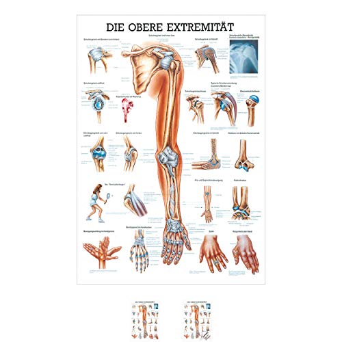 Sport-Tec Obere Extremität Mini-Poster Anatomie 34x24 cm medizinische Lehrmittel Sport-Tec Obere Extremität Mini-Poster Anatomie 34x24 cm medizinische Lehrmittel von Sport-Tec